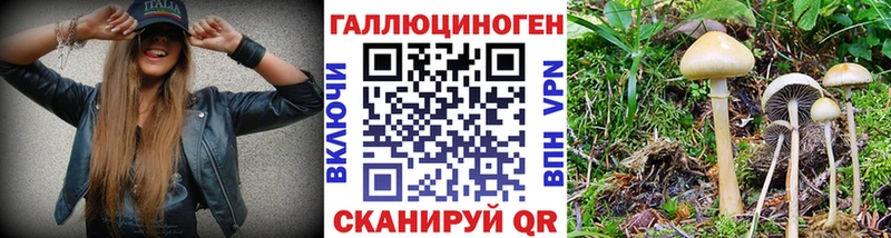 Галлюциногенные грибы Psilocybine cubensis Приволжский